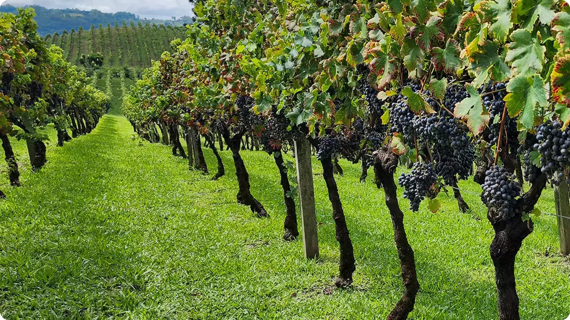 48 horas entre vinhedos, taças e mesa farta na Serra Gaúcha